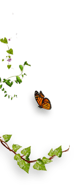 Image of Butterfly 2