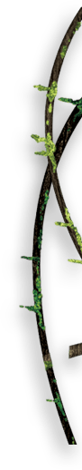 Tree root image 6