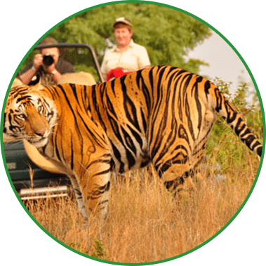 Tiger Safaris in Mudumalai