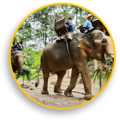 Elephant Camping in Mudumalai