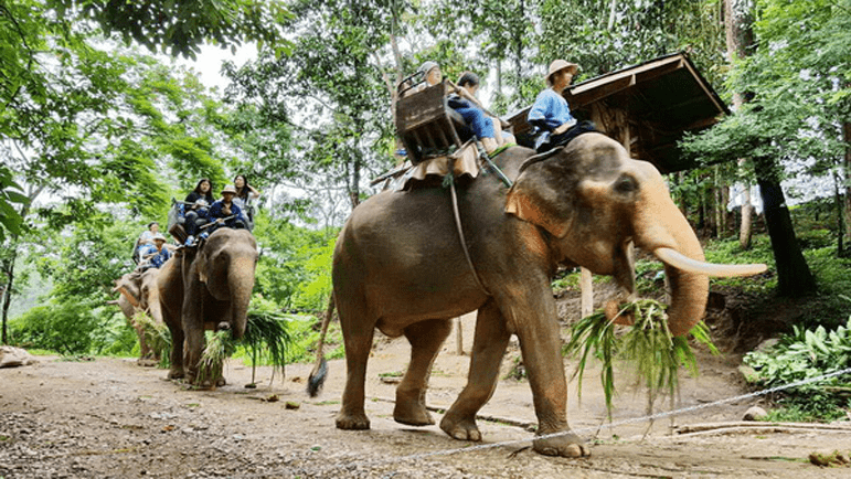 Elephant Safari Siteview slider4